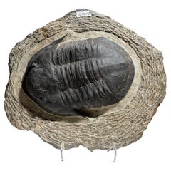 Genuine Trilobite (Acadoparadoxide) Fossil auf Matrix (6 lbs)
