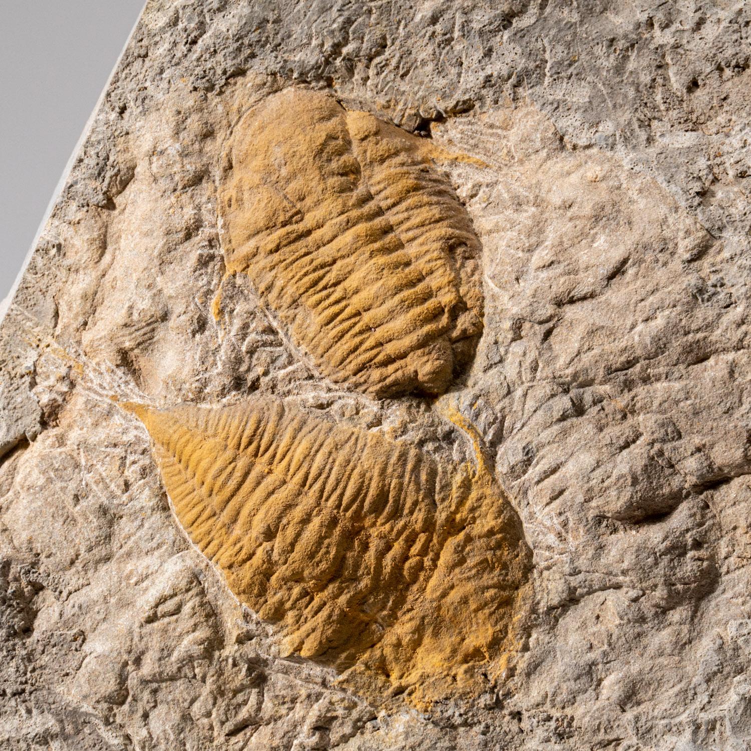 Cet incroyable groupe de trilobites se trouve dans sa matrice d'origine et présente 11 fossiles complets ou partiels. Cette grappe est livrée avec un support en acrylique pour que vous puissiez l'exposer correctement n'importe où dans votre maison. 