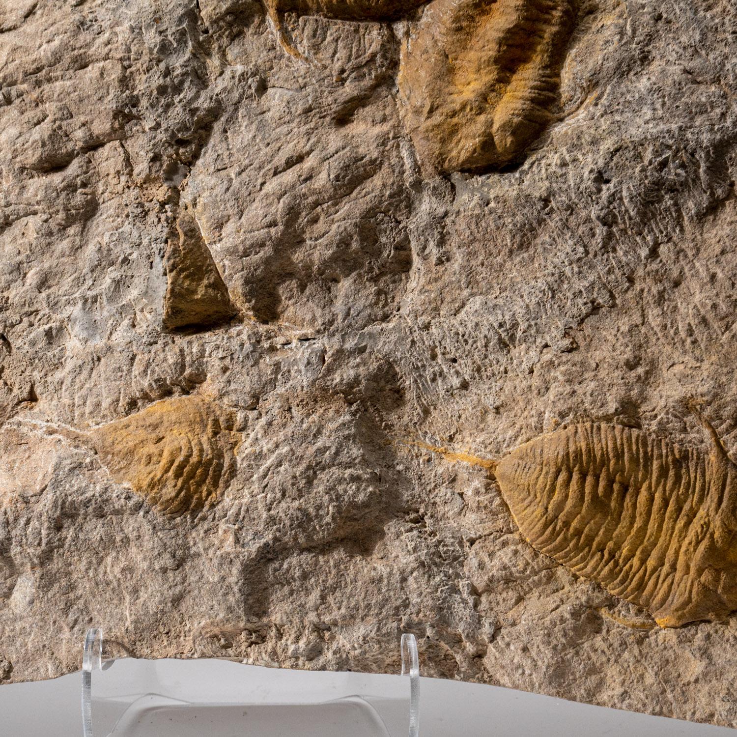 Véritable amas de trilobites dans une matrice avec stand d'exposition en acrylique (montage mural) en vente 2