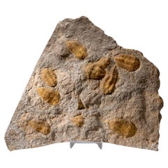 Racimo de trilobites auténtico en matriz con soporte acrílico (montaje en pared)