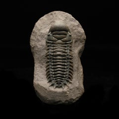Genuine Trilobite Fossil on Natural Matrix – Authentic Paleozoic Specimen