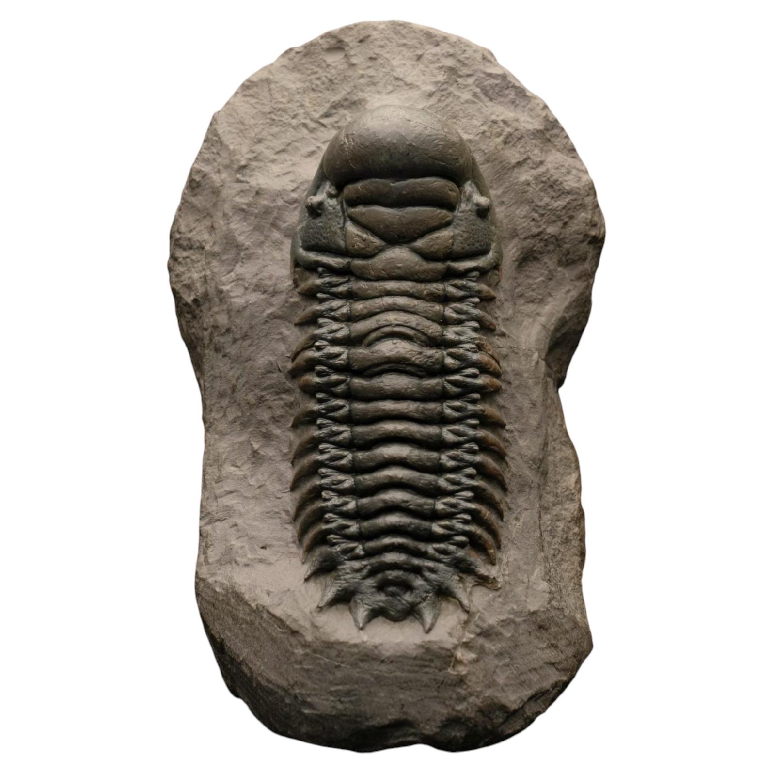 Genuine Trilobite Fossil on Natural Matrix – Authentic Paleozoic Specimen