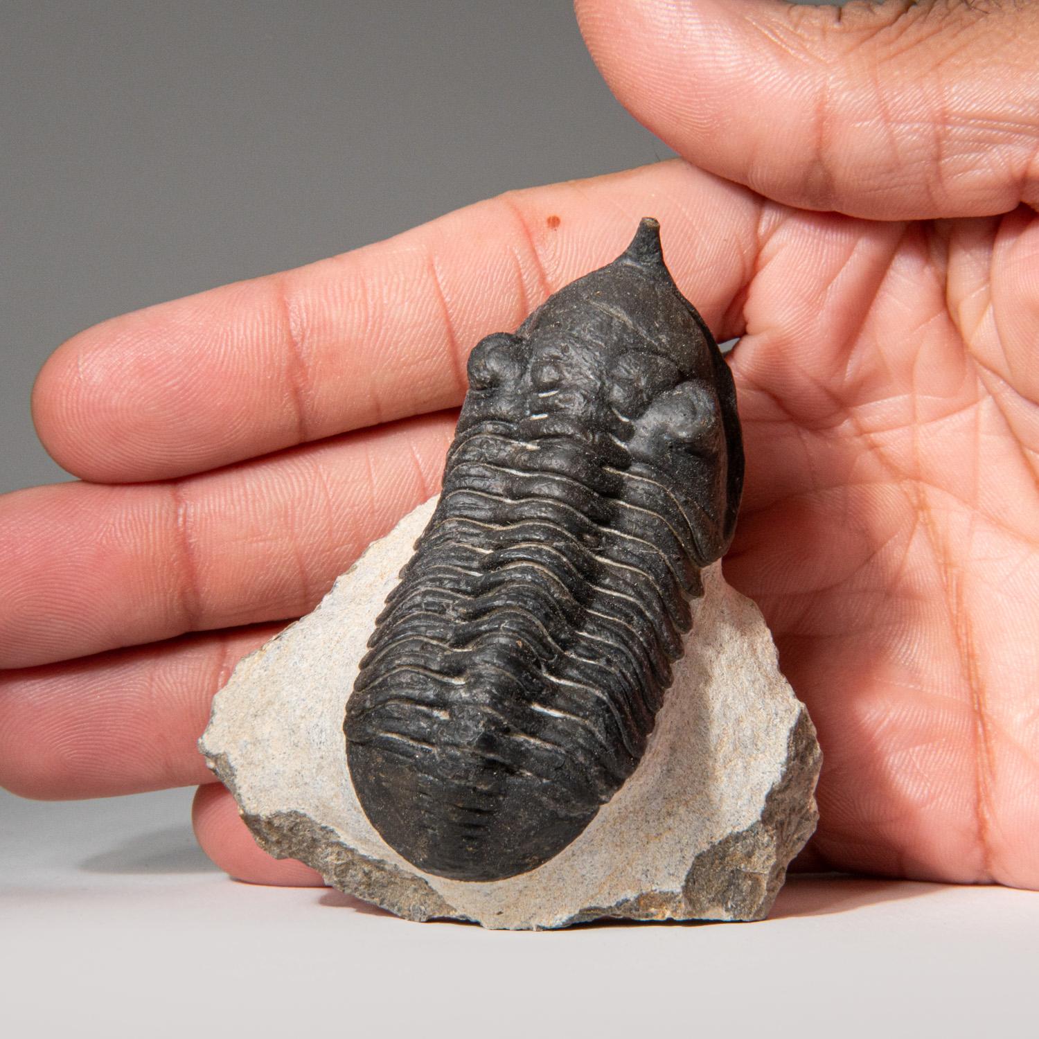 Ptychopariida is a large, heterogeneous order of trilobite containing some of the most primitive species known. The earliest species occurred in the second half of the Lower Cambrian period. Trilobites have facial sutures that run along the margin