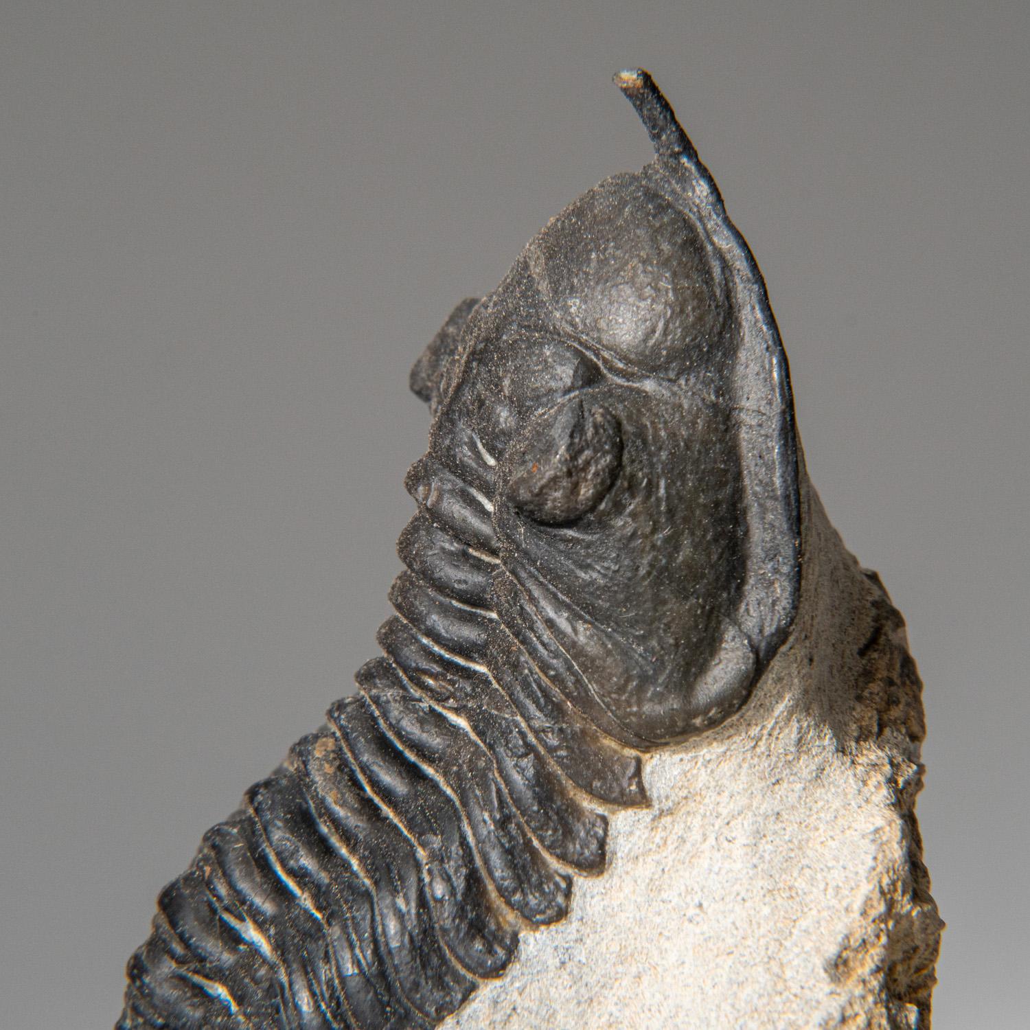 Genuine Trilobite Fossil (Ptychopariida) on Matrix (116.9 grams) In Good Condition For Sale In New York, NY
