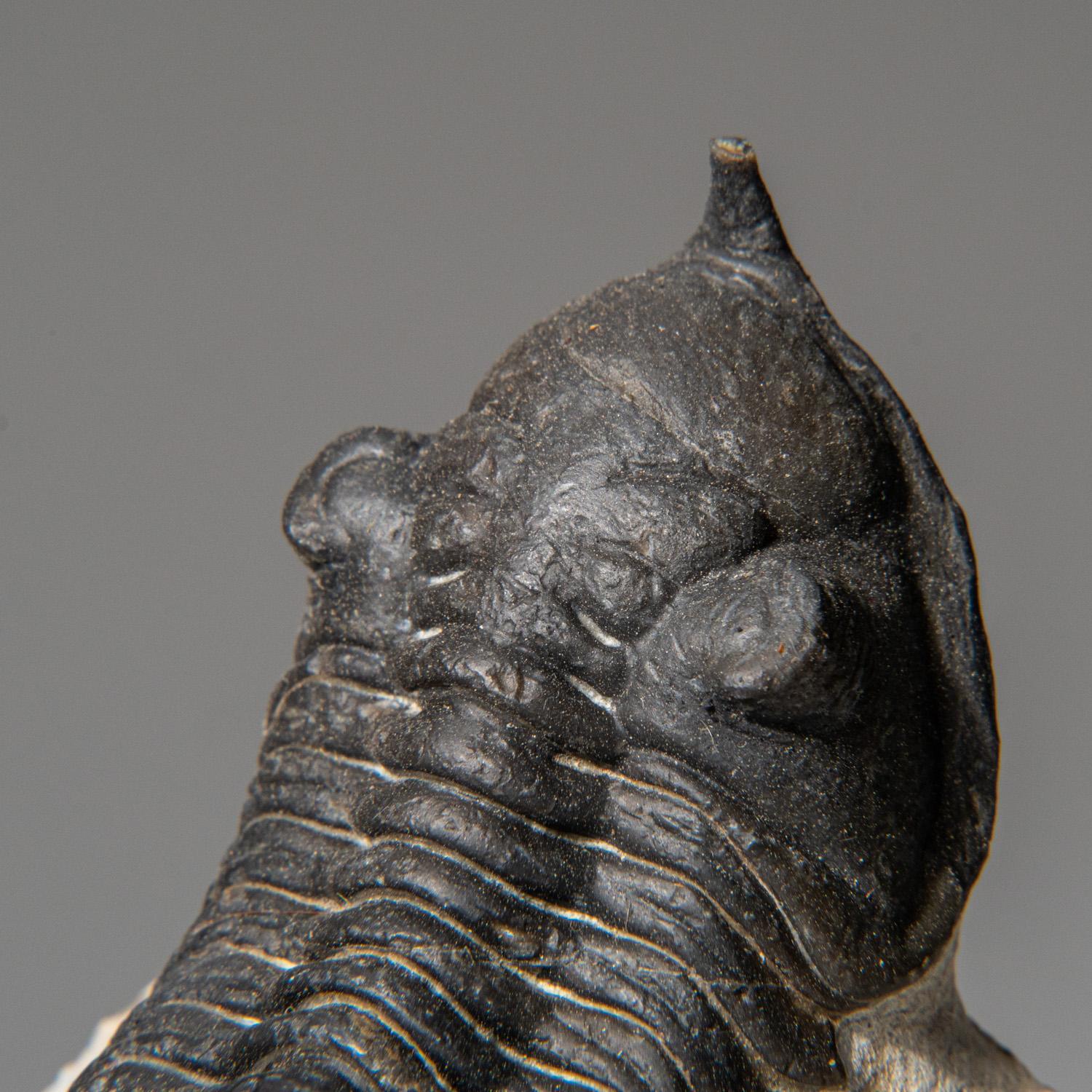 Ein echtes Trilobite Fossil (Ptychopariida) auf Matrix (116.9 Gramm) im Zustand „Gut“ im Angebot in New York, NY