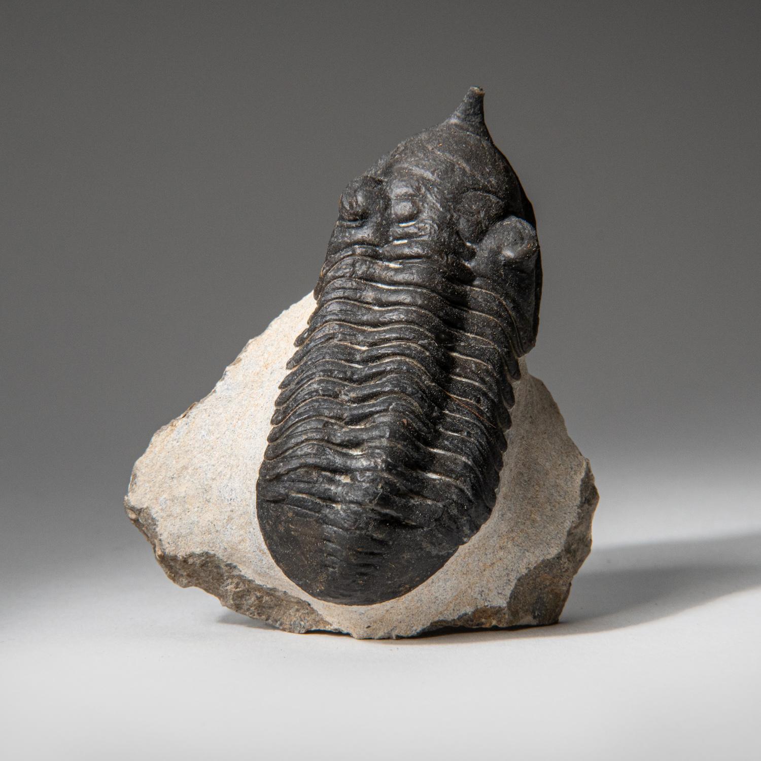 Cement Genuine Trilobite Fossil (Ptychopariida) on Matrix (116.9 grams) For Sale