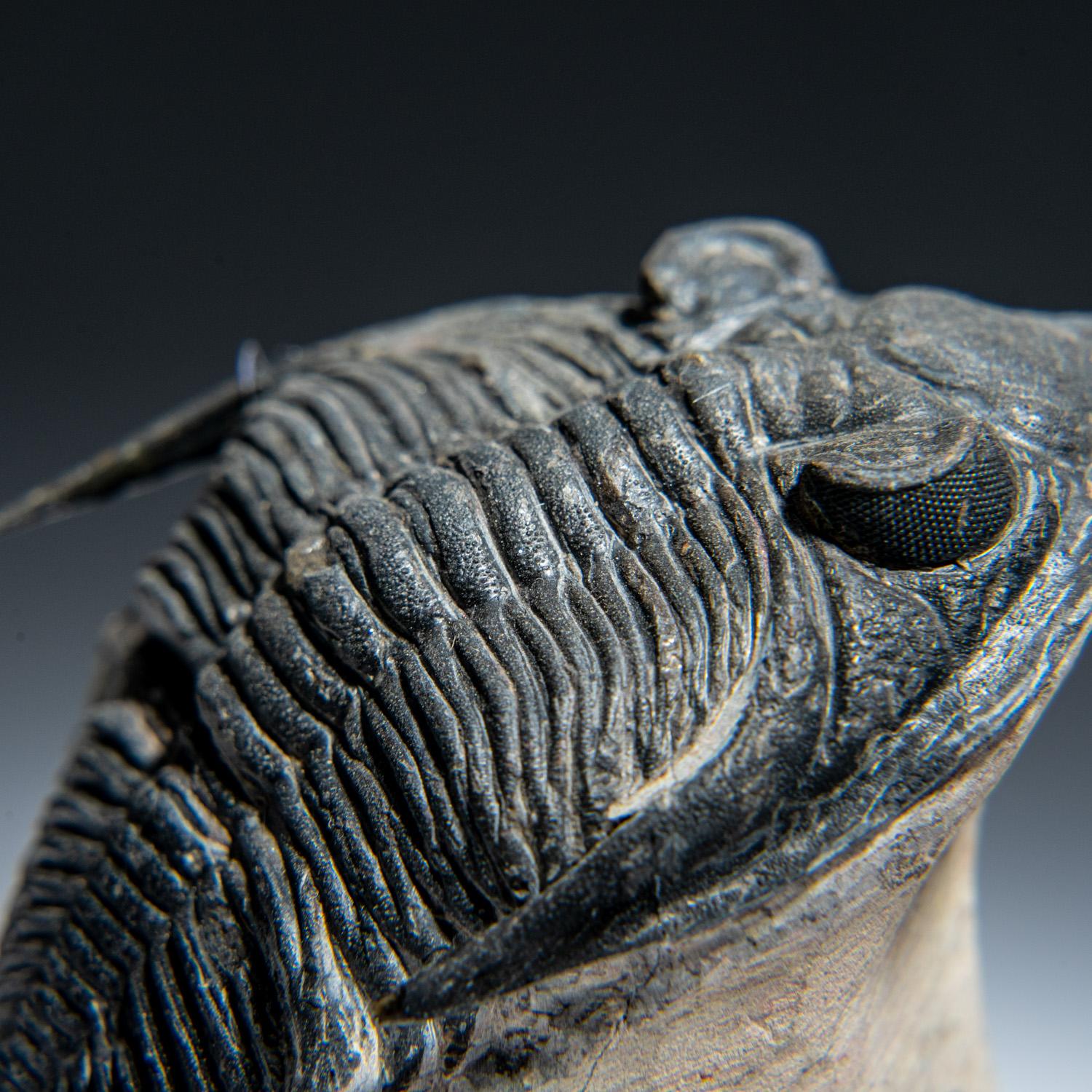 Genuine Trilobite Fossil (Ptychopariida) on Matrix (134.2 grams) In Good Condition In New York, NY