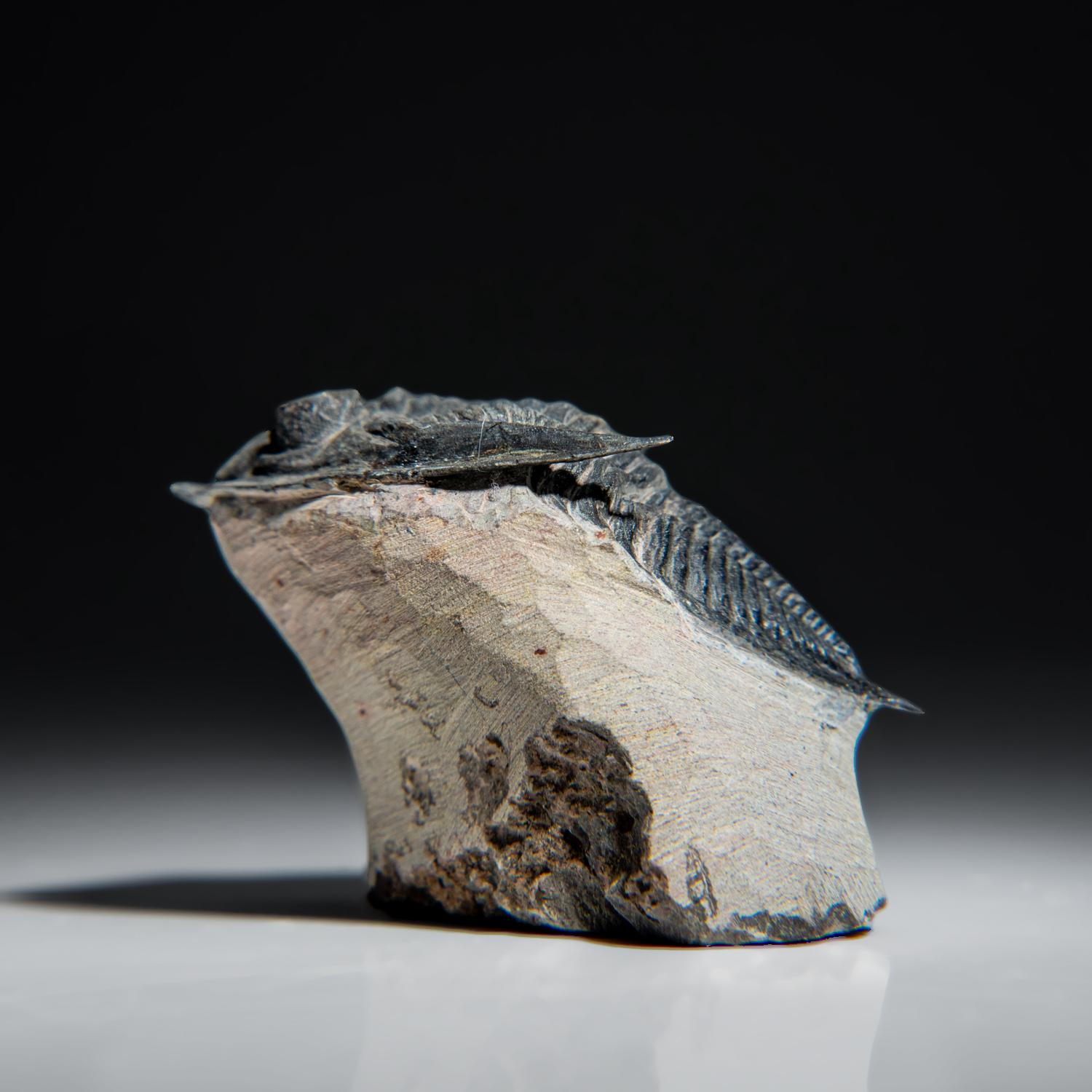 Other Genuine Trilobite Fossil (Ptychopariida) on Matrix (134.2 grams)