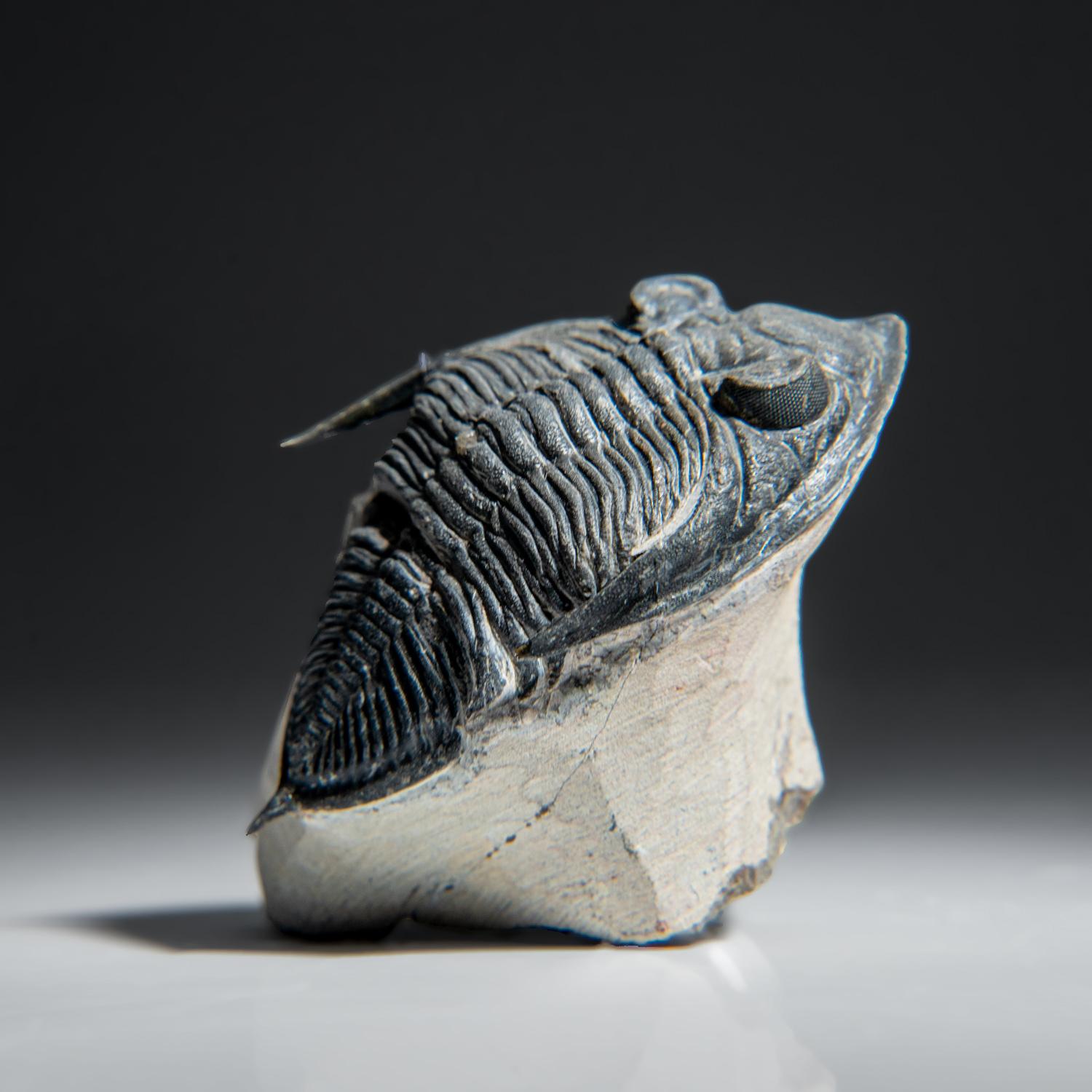 Genuine Trilobite Fossil (Ptychopariida) on Matrix (134.2 grams) 1