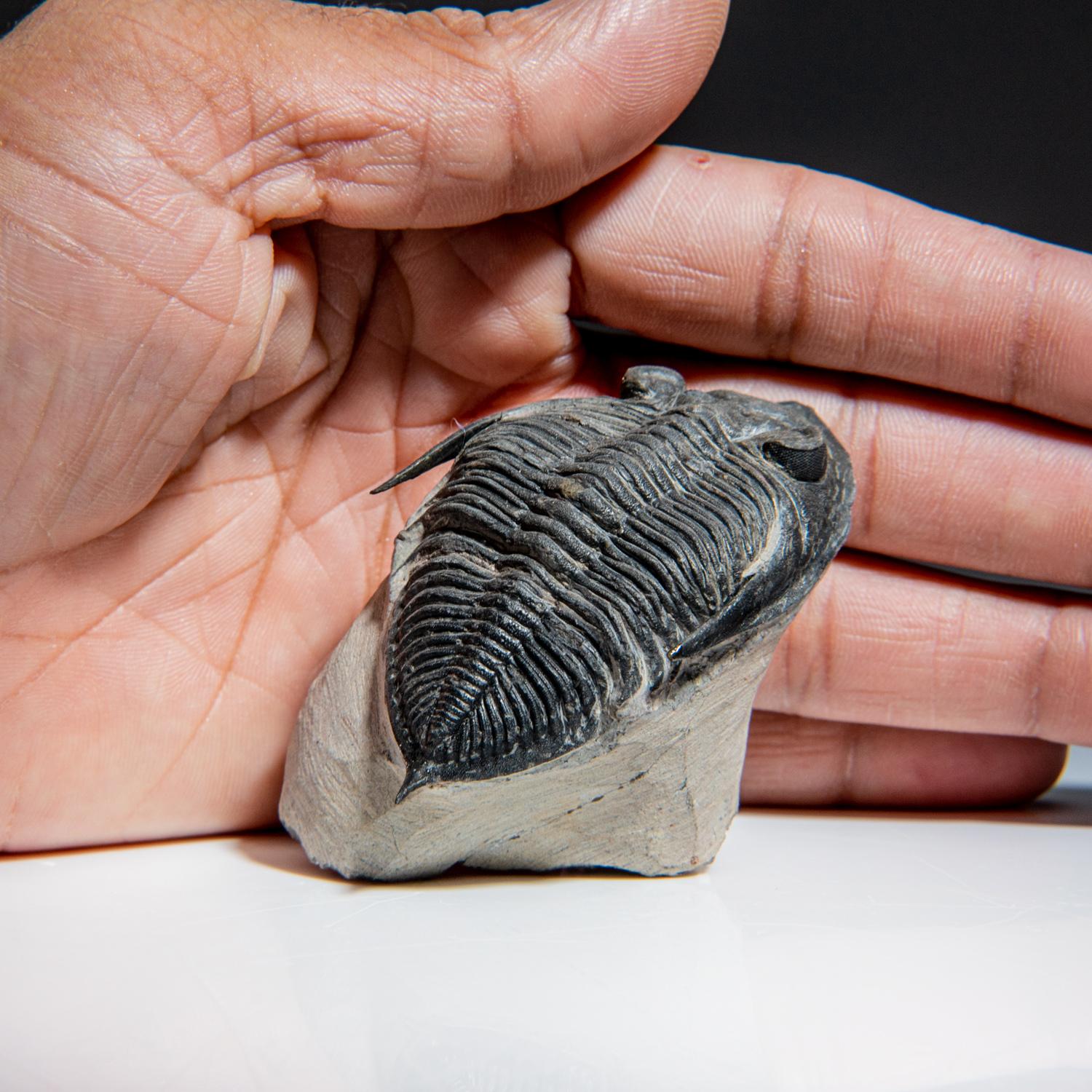 Genuine Trilobite Fossil (Ptychopariida) on Matrix (134.2 grams) 2
