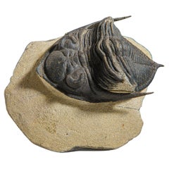 Genuine Trilobite Fossil (Ptychopariida) on Matrix (163.7 grams)