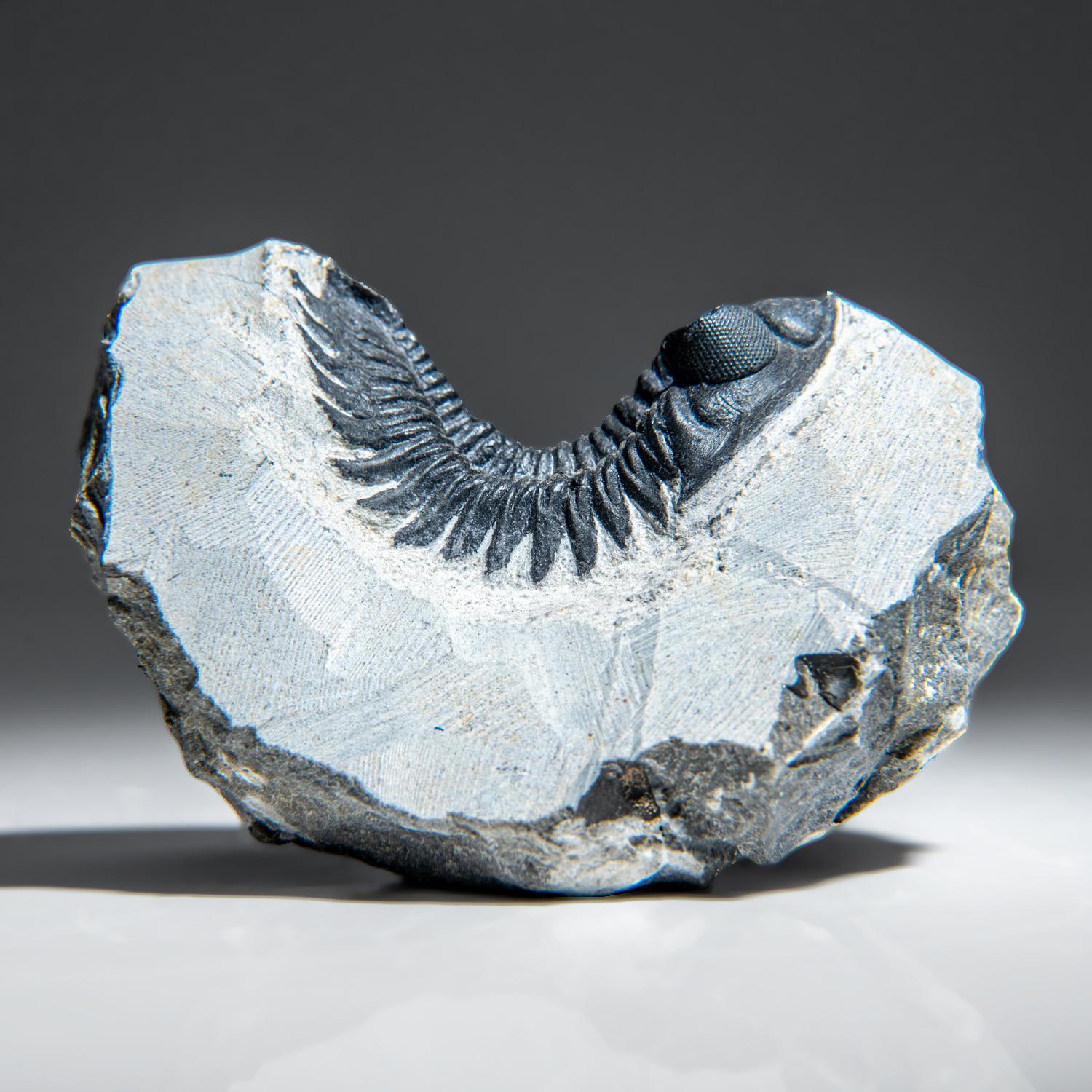 Other Genuine Trilobite Fossil (Ptychopariida) on Matrix (345.2 grams) For Sale