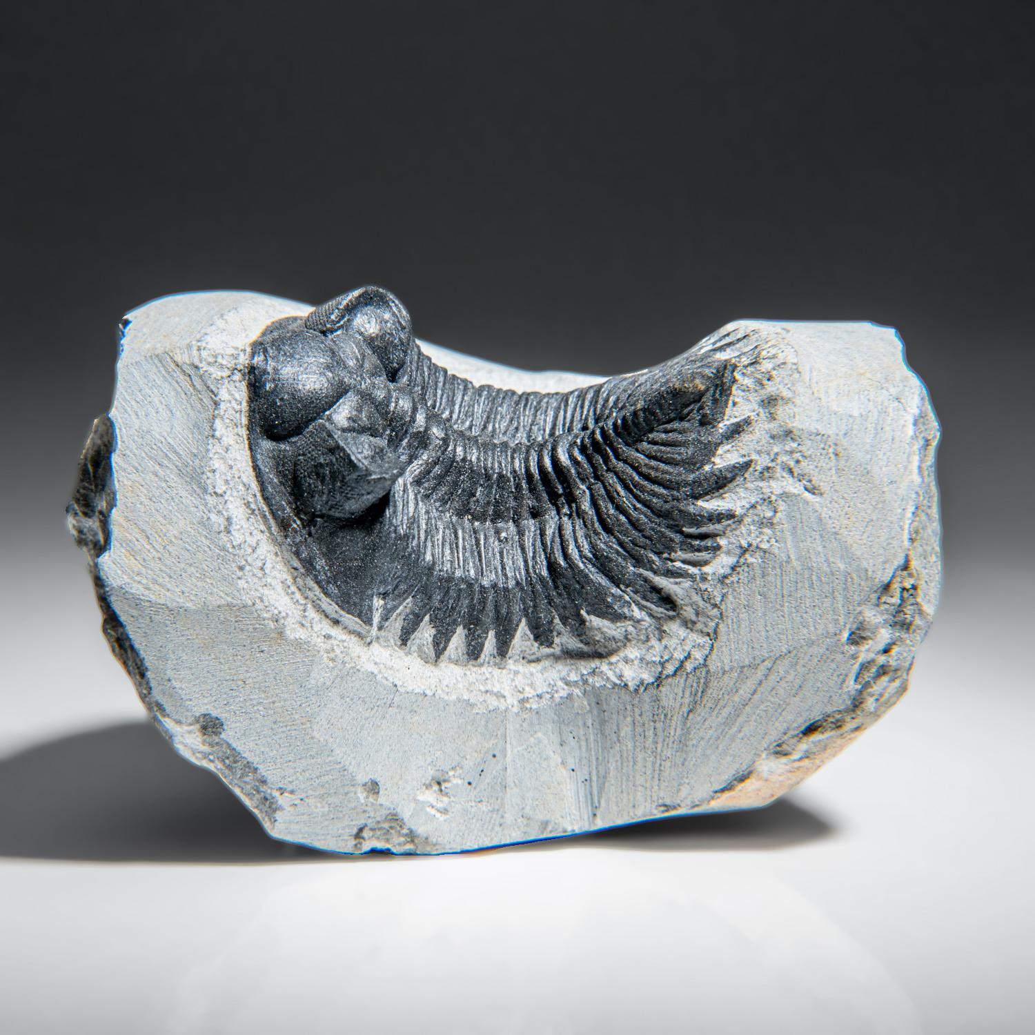 Genuine Trilobite Fossil (Ptychopariida) on Matrix (345.2 grams) For Sale 1