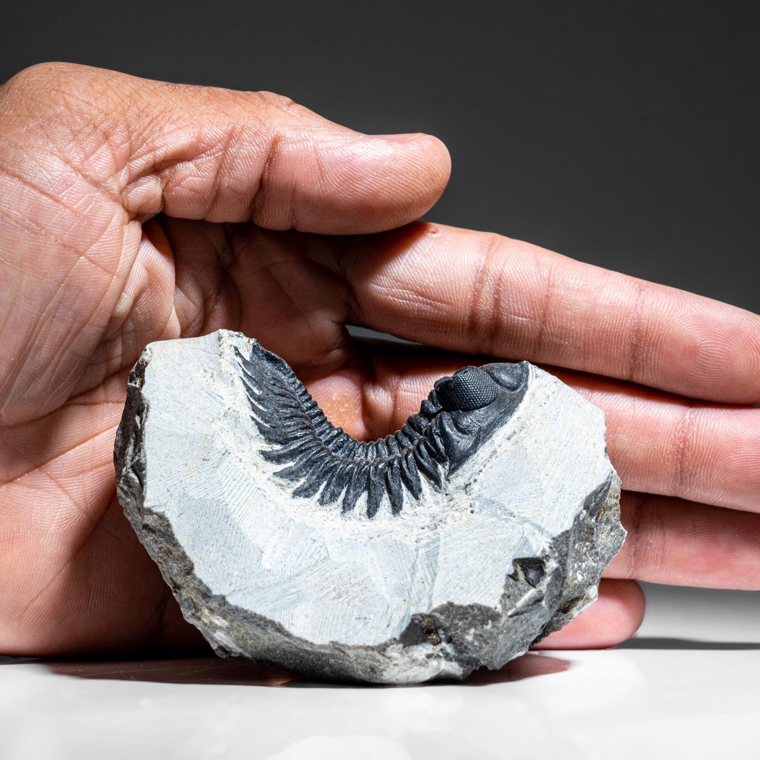 Genuine Trilobite Fossil (Ptychopariida) on Matrix (345.2 grams) For Sale 2