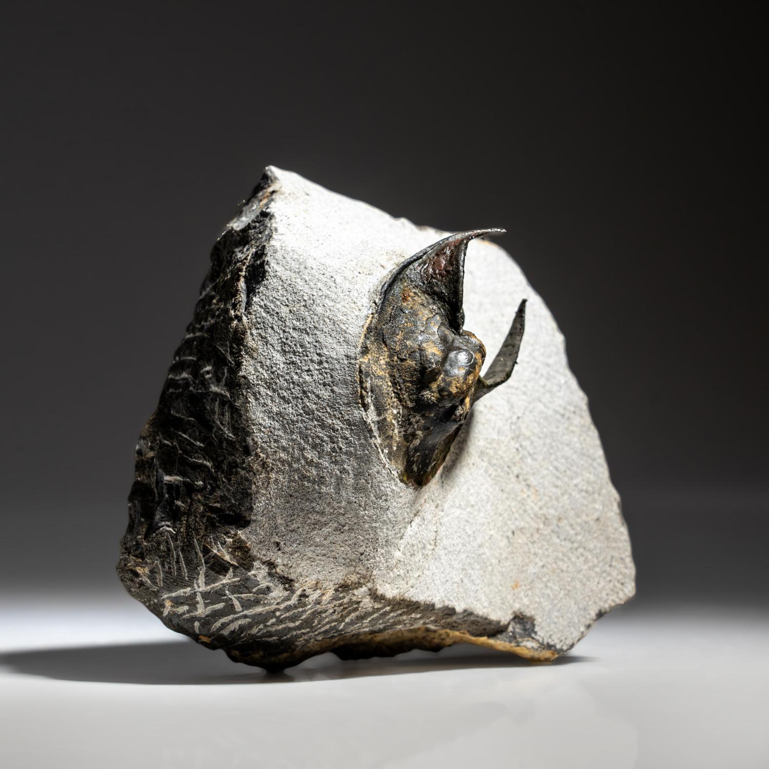 Contemporary Genuine Trilobite Fossil (Ptychopariida) on Matrix (387.3 grams) For Sale