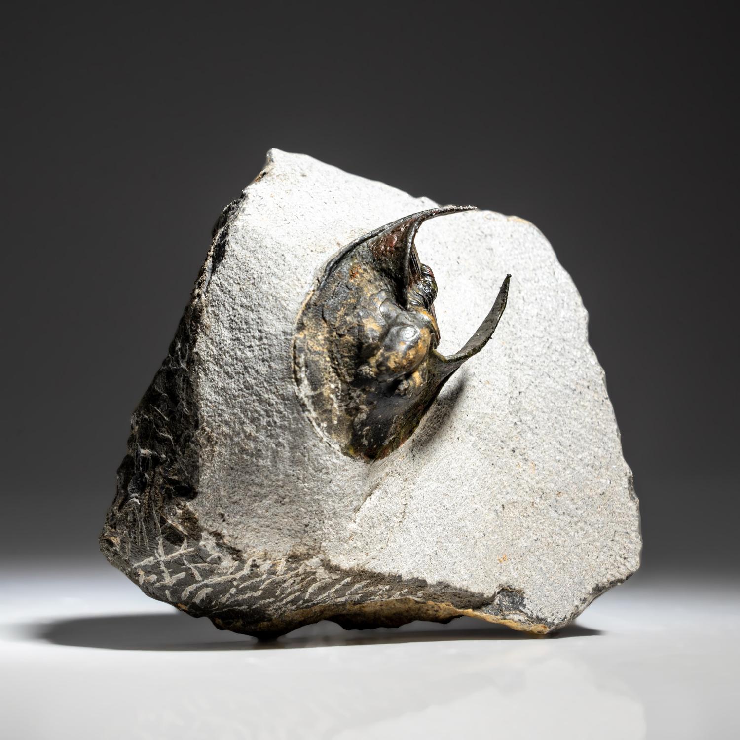 Genuine Trilobite Fossil (Ptychopariida) on Matrix (387.3 grams) For Sale 1