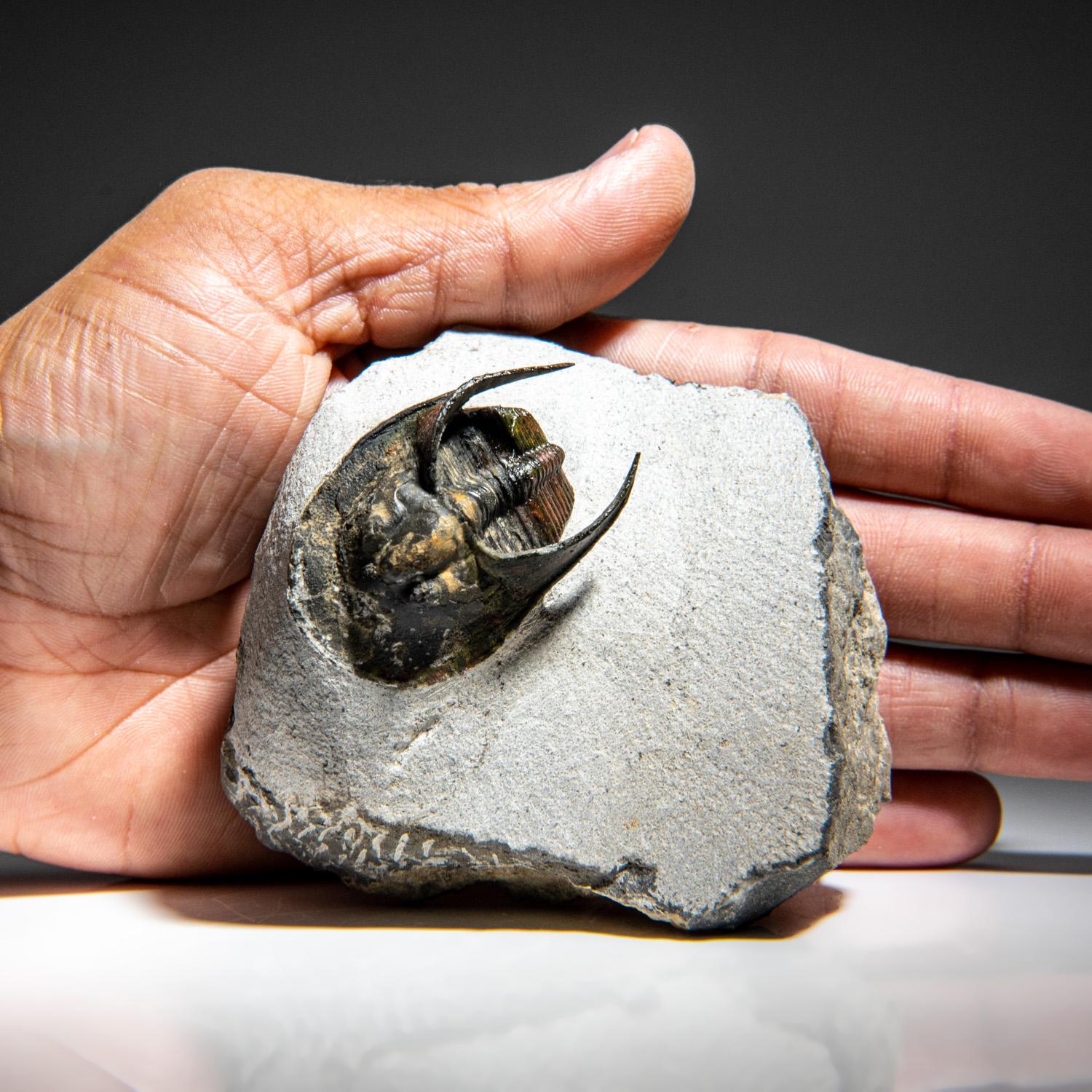 Genuine Trilobite Fossil (Ptychopariida) on Matrix (387.3 grams) For Sale 2
