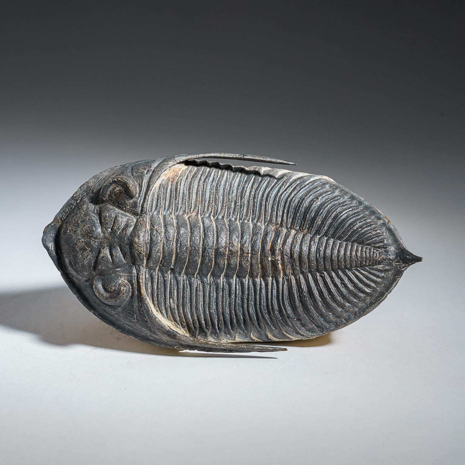 Trilobite Fossil authentique (Ptychopariida) sur Matrix (421.7 grammes) Neuf - En vente à New York, NY
