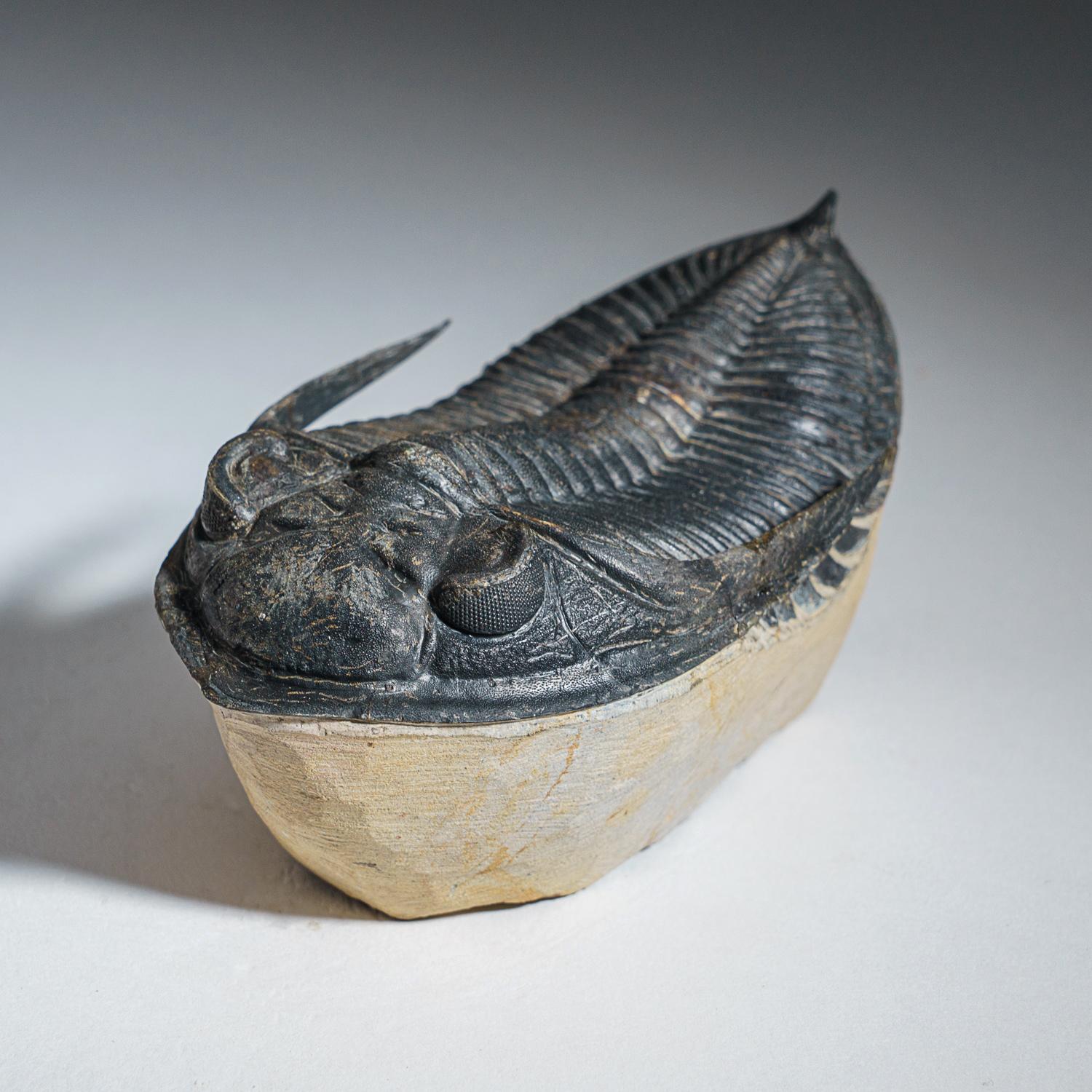 Autre Trilobite Fossil authentique (Ptychopariida) sur Matrix (421.7 grammes) en vente