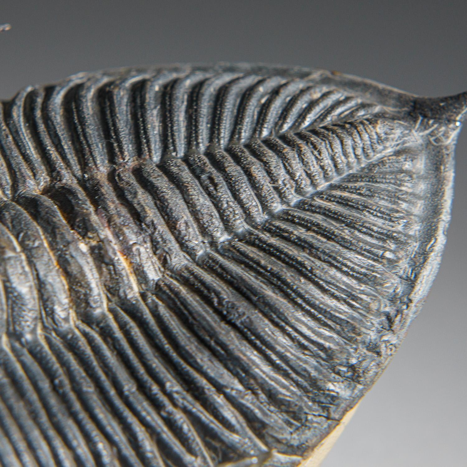 Genuine Trilobite Fossil (Ptychopariida) on Matrix (421.7 grams) For Sale 2