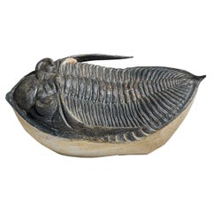 Genuine Trilobite Fossil (Ptychopariida) on Matrix (421.7 grams)