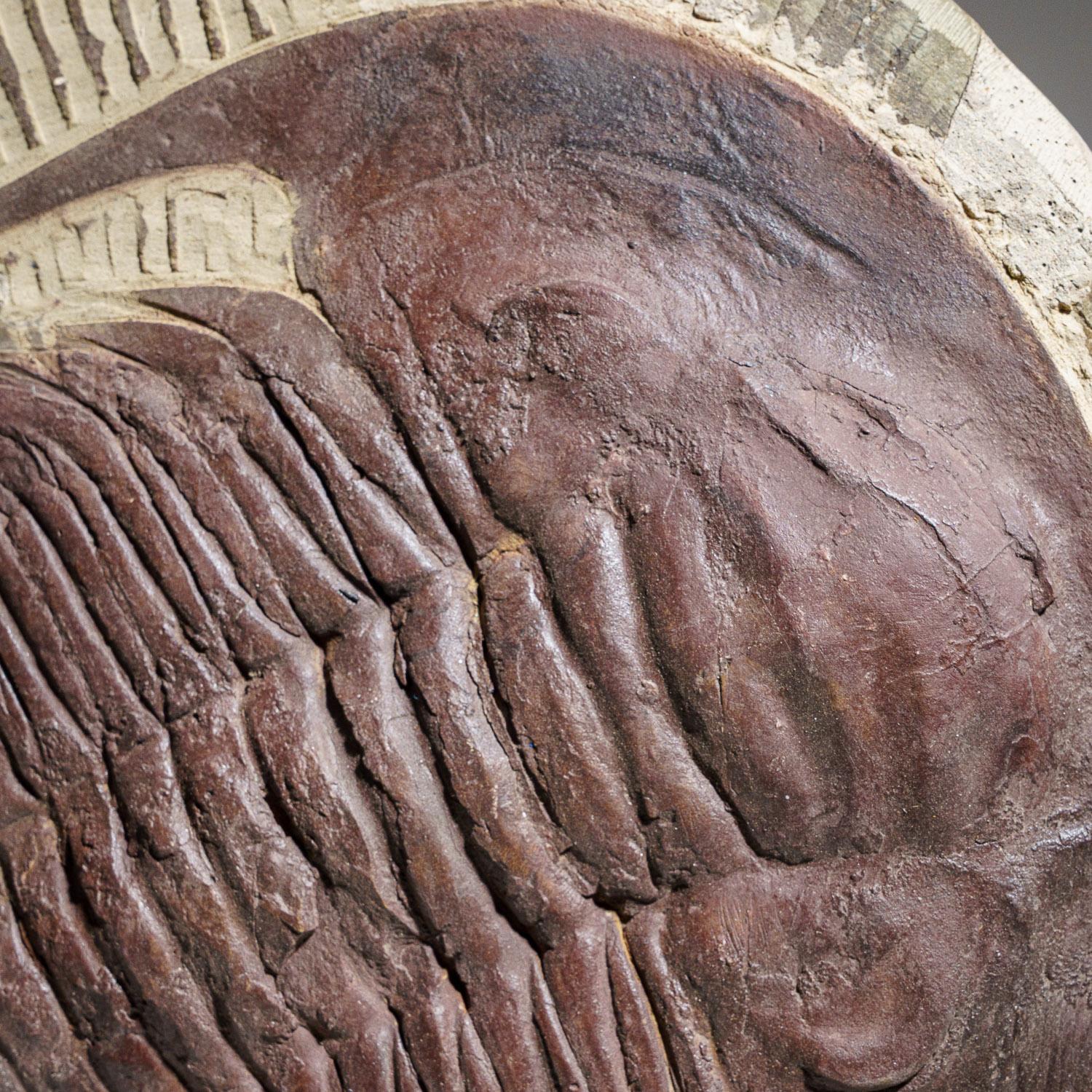 This museum quality, giant Paradoxidae from the Cambrian of Morocco are well-known trilobites for their size and beauty worldwide. The Species in this superfamily can be average to very large, are relatively flat, have an inverted egg-shaped