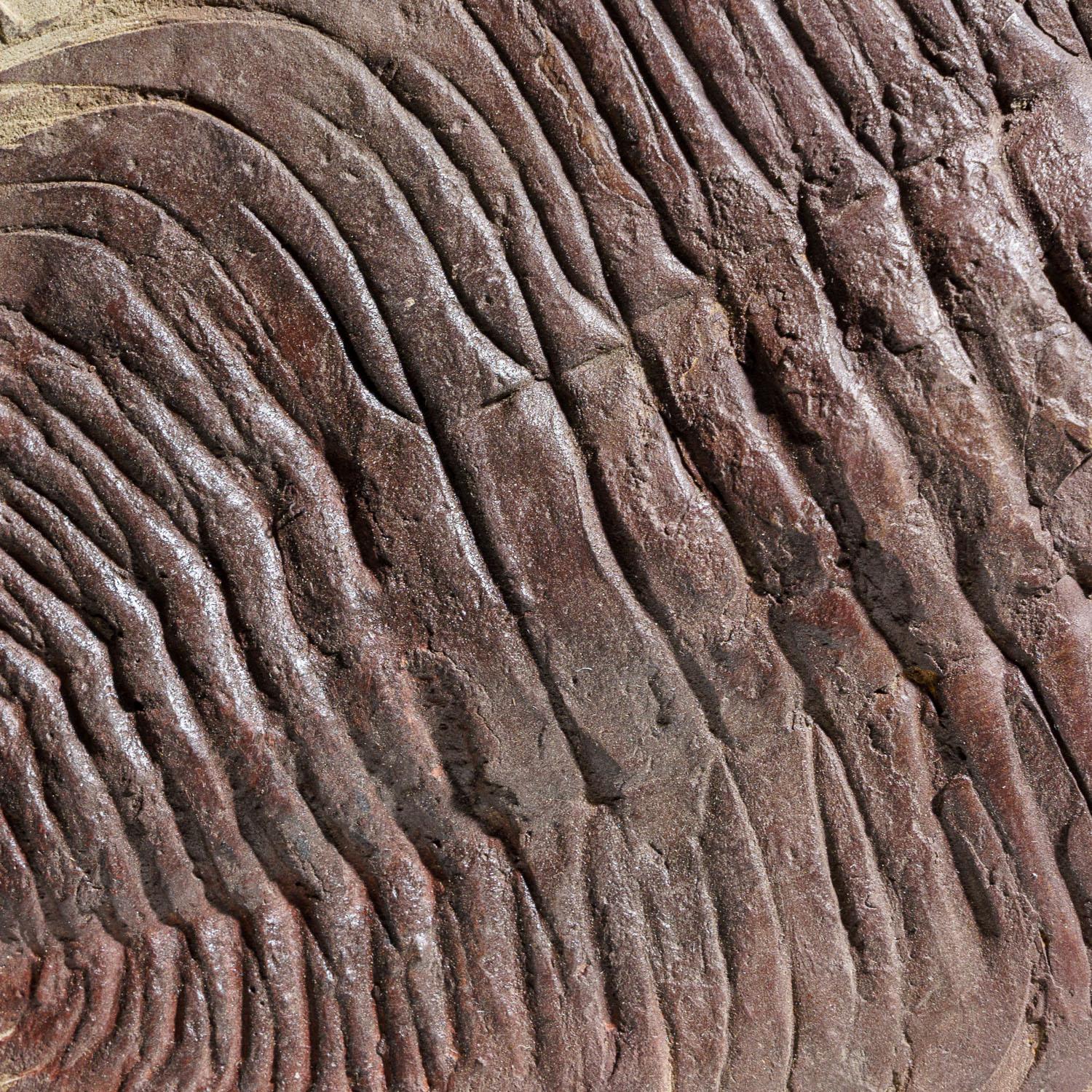 Moroccan Genuine Trilobite (Paradoxidoidea) Fossil in Matrix (11.2 lbs) For Sale