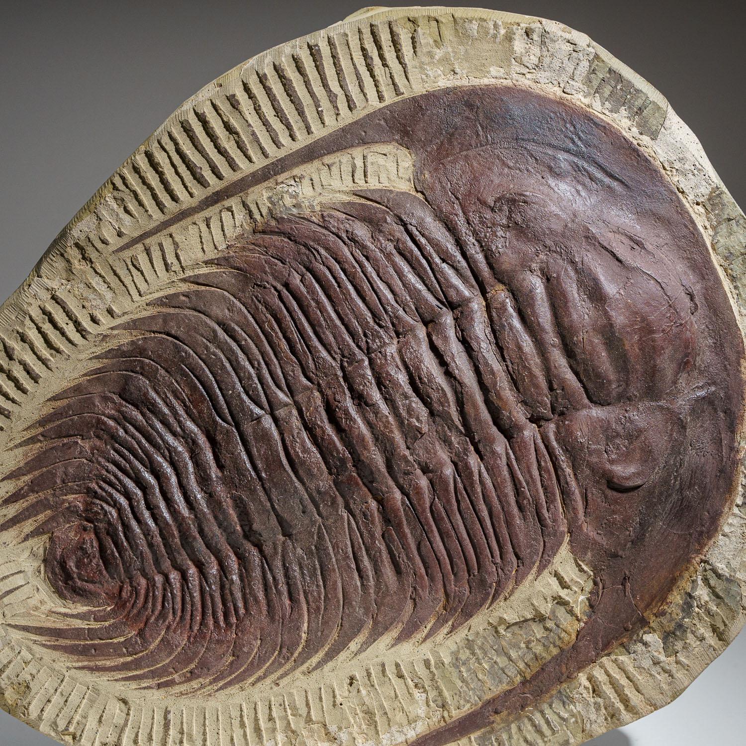 Genuine Trilobite (Paradoxidoidea) Fossil in Matrix (11.2 lbs) In Excellent Condition For Sale In New York, NY