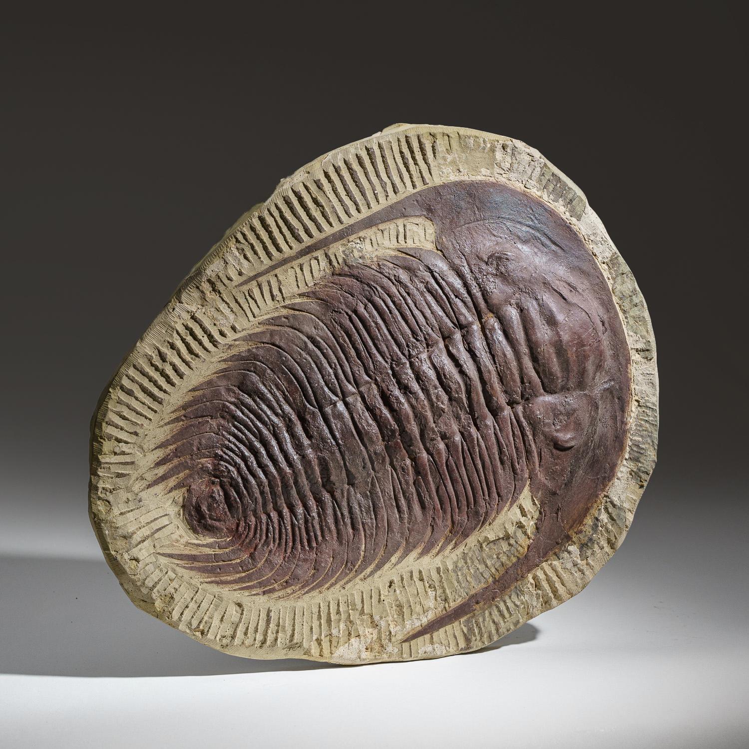 18th Century and Earlier Genuine Trilobite (Paradoxidoidea) Fossil in Matrix (11.2 lbs) For Sale
