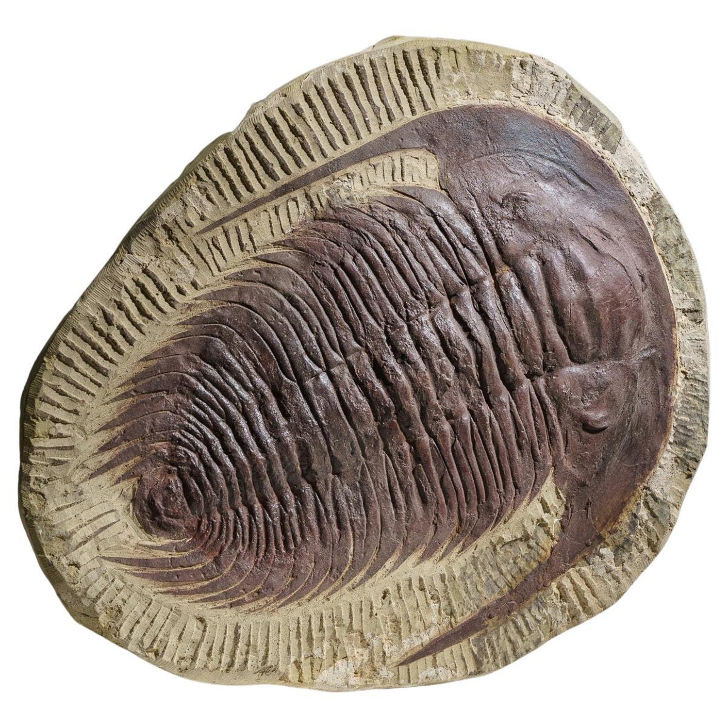 Genuine Trilobite (Paradoxidoidea) Fossil in Matrix (11.2 lbs) For Sale at  1stDibs