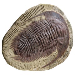 Antique Genuine Trilobite (Paradoxidoidea) Fossil in Matrix (11.2 lbs)