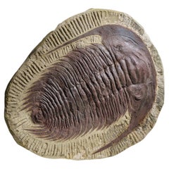 Ein echtes Trilobite (Paradoxidoidea) Fossil in Matrix (11.2 lbs)