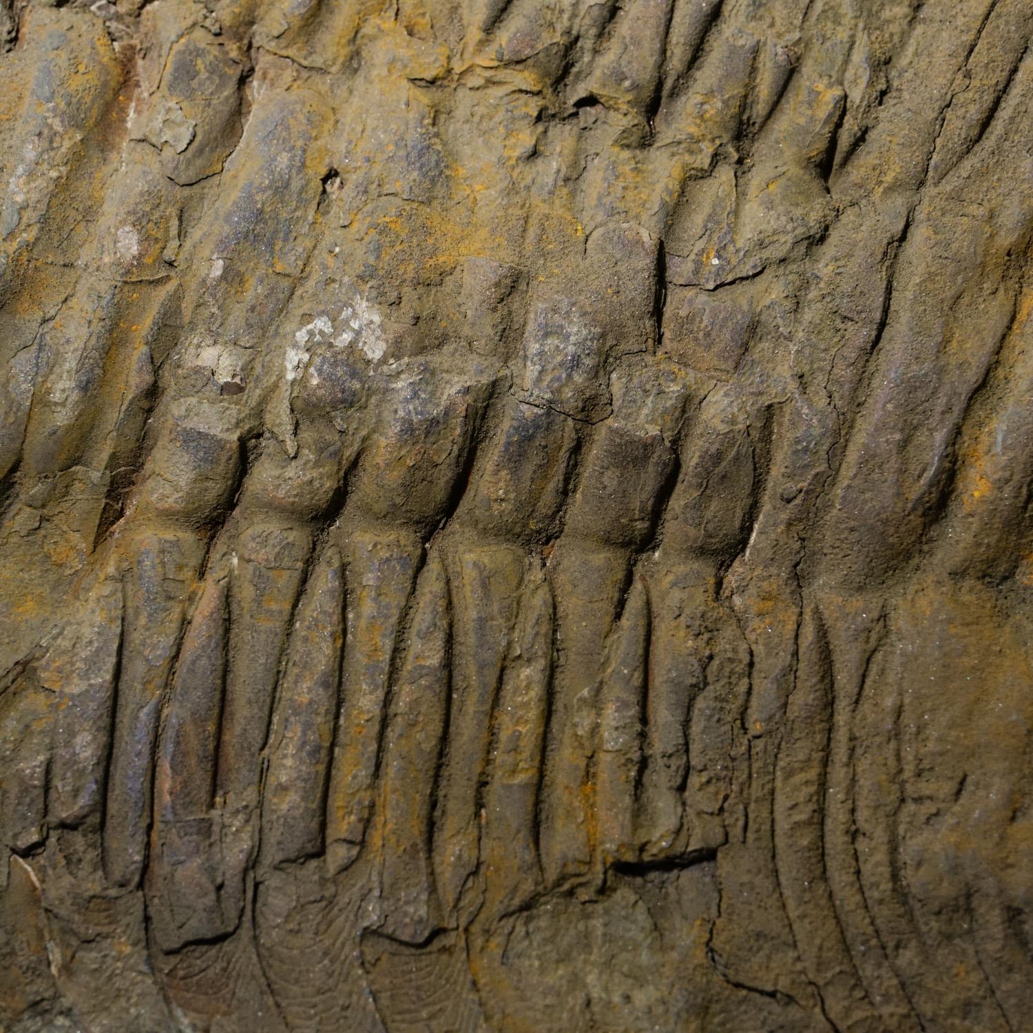 Contemporary Genuine Trilobite (Ptychopariida) Fossil on Matrix (13.4 lbs) For Sale