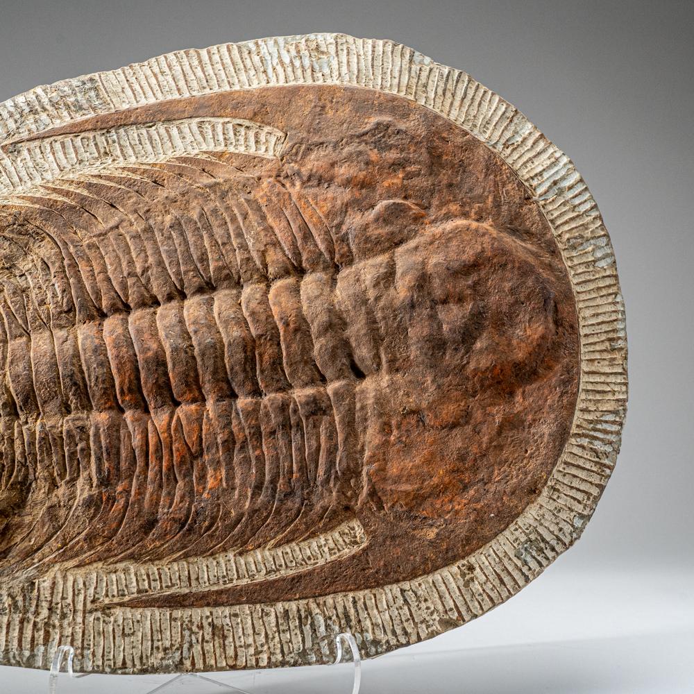 Ptychopariida is a large, heterogeneous order of trilobite containing some of the most primitive species known. The earliest species occurred in the second half of the Lower Cambrian period.

*You will receive the exact object in these