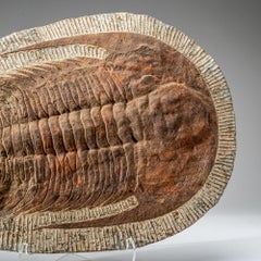 Echter Trilobit (Ptychopariida) Fossil auf Matrix (17 lbs)