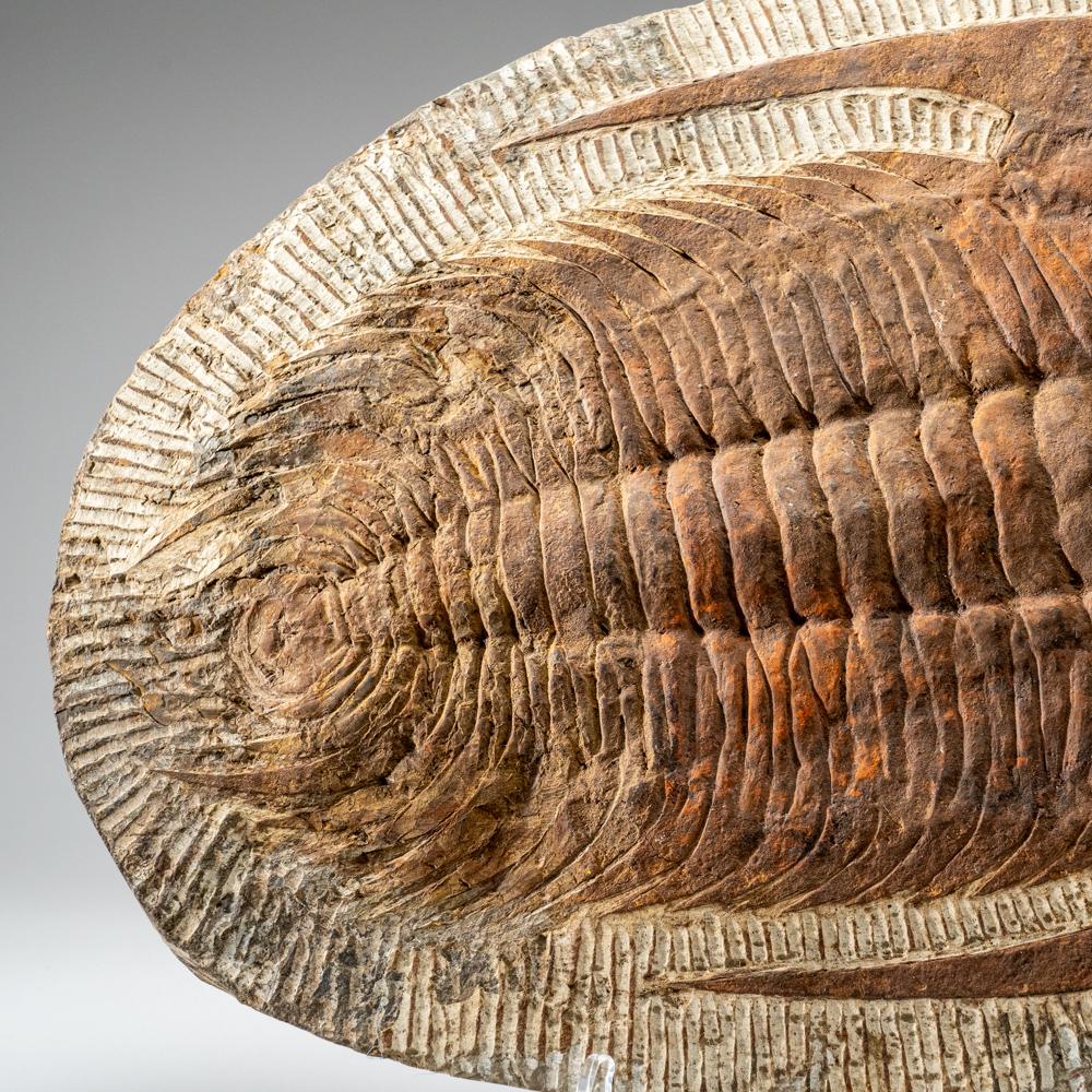 18th Century and Earlier Genuine Trilobite (Ptychopariida) Fossil on Matrix (17 lbs) For Sale