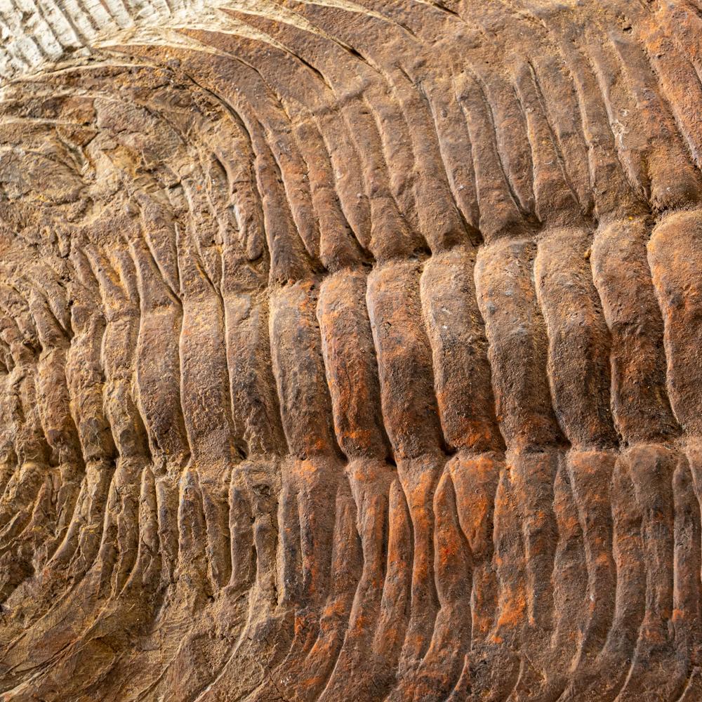 Other Genuine Trilobite (Ptychopariida) Fossil on Matrix (17 lbs) For Sale