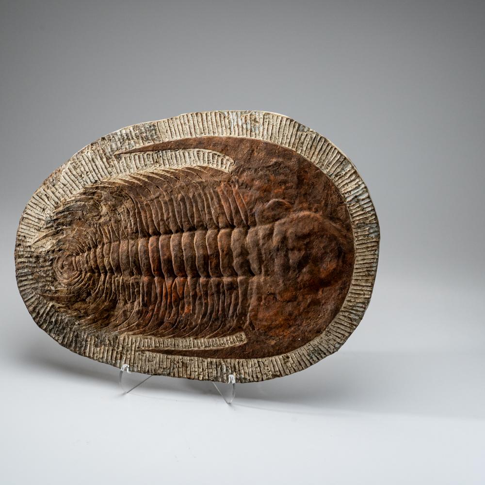Genuine Trilobite (Ptychopariida) Fossil on Matrix (17 lbs) For Sale 1