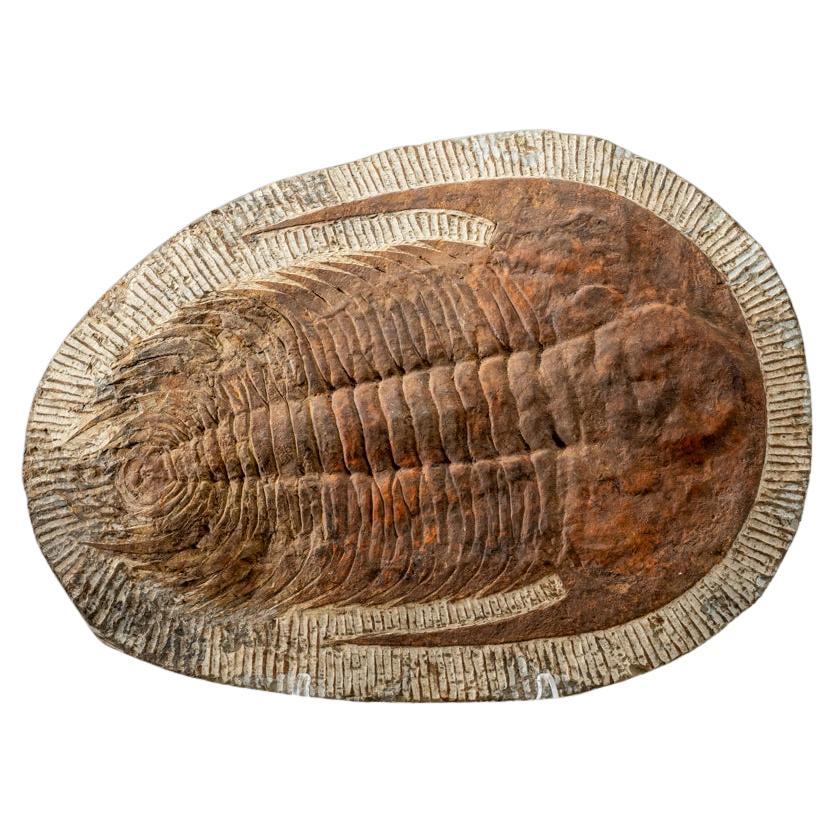 Genuine Trilobite (Ptychopariida) Fossil on Matrix (17 lbs)