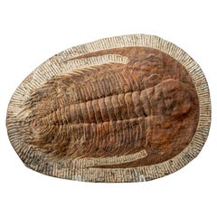 Trilobite auténtico (Ptychopariida) Fósil sobre matriz (17 libras)