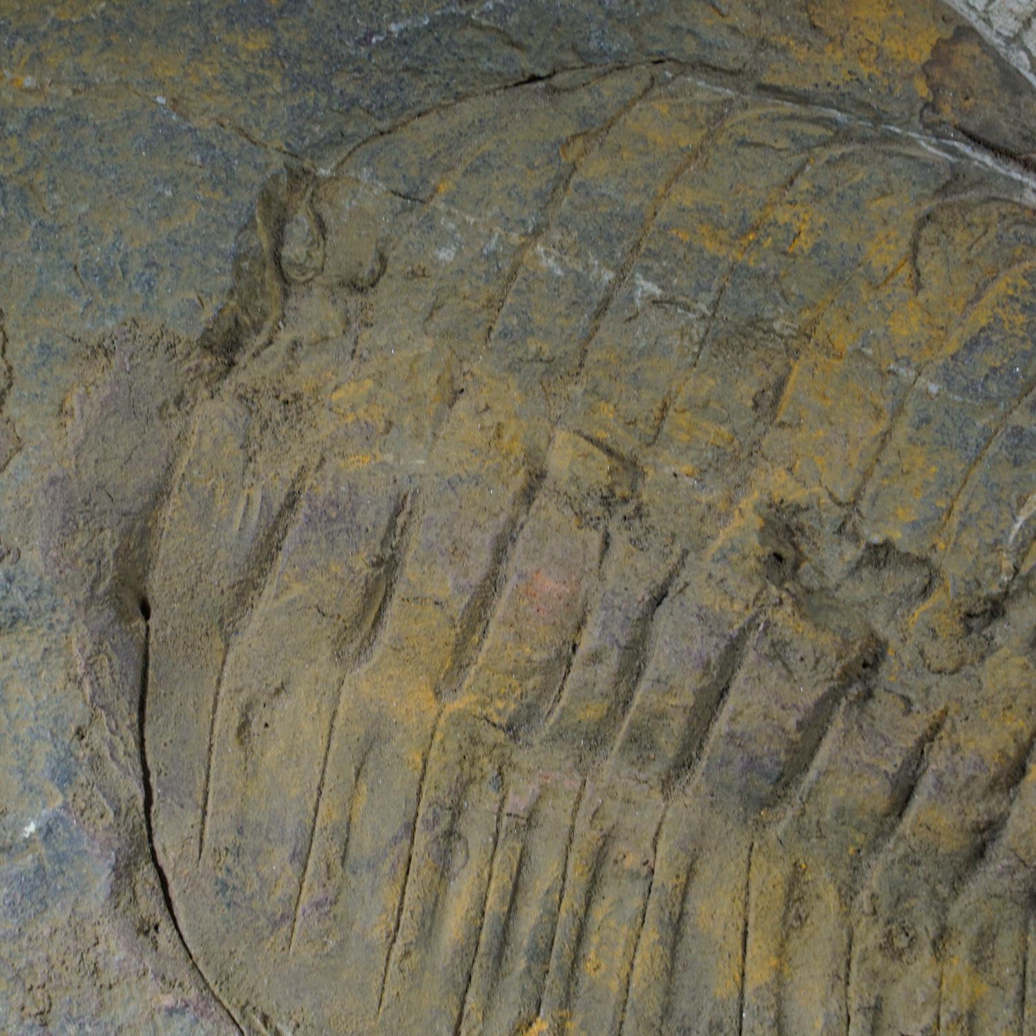 Genuine Trilobite (Ptychopariida) Fossil on Matrix (3.4 lbs) In Good Condition For Sale In New York, NY