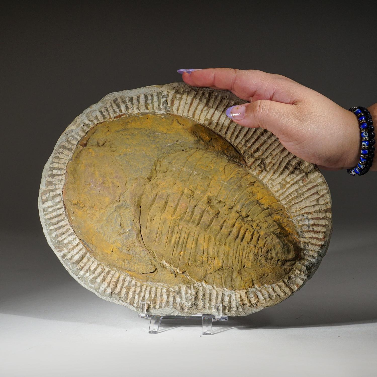 18th Century and Earlier Genuine Trilobite (Ptychopariida) Fossil on Matrix (3.4 lbs) For Sale