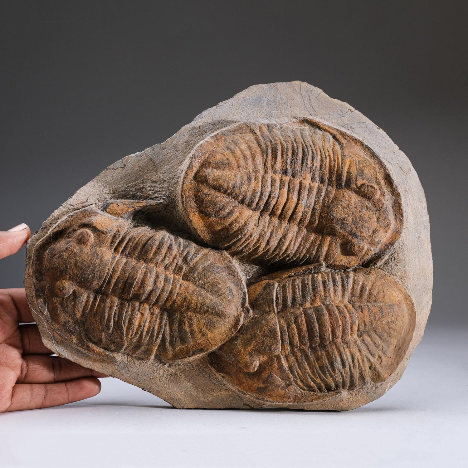 Ptychopariida is a large, heterogeneous order of trilobite containing some of the most primitive species known. The earliest species occurred in the second half of the Lower Cambrian period. This fossil features three Trilobites that have facial