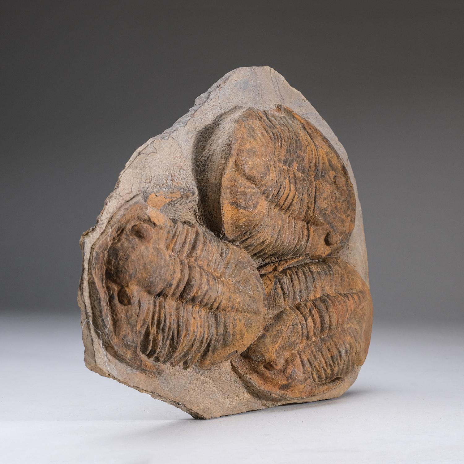 Other Genuine Trilobite (Ptychopariida) fossil on Matrix with acrylic display stand (6 For Sale