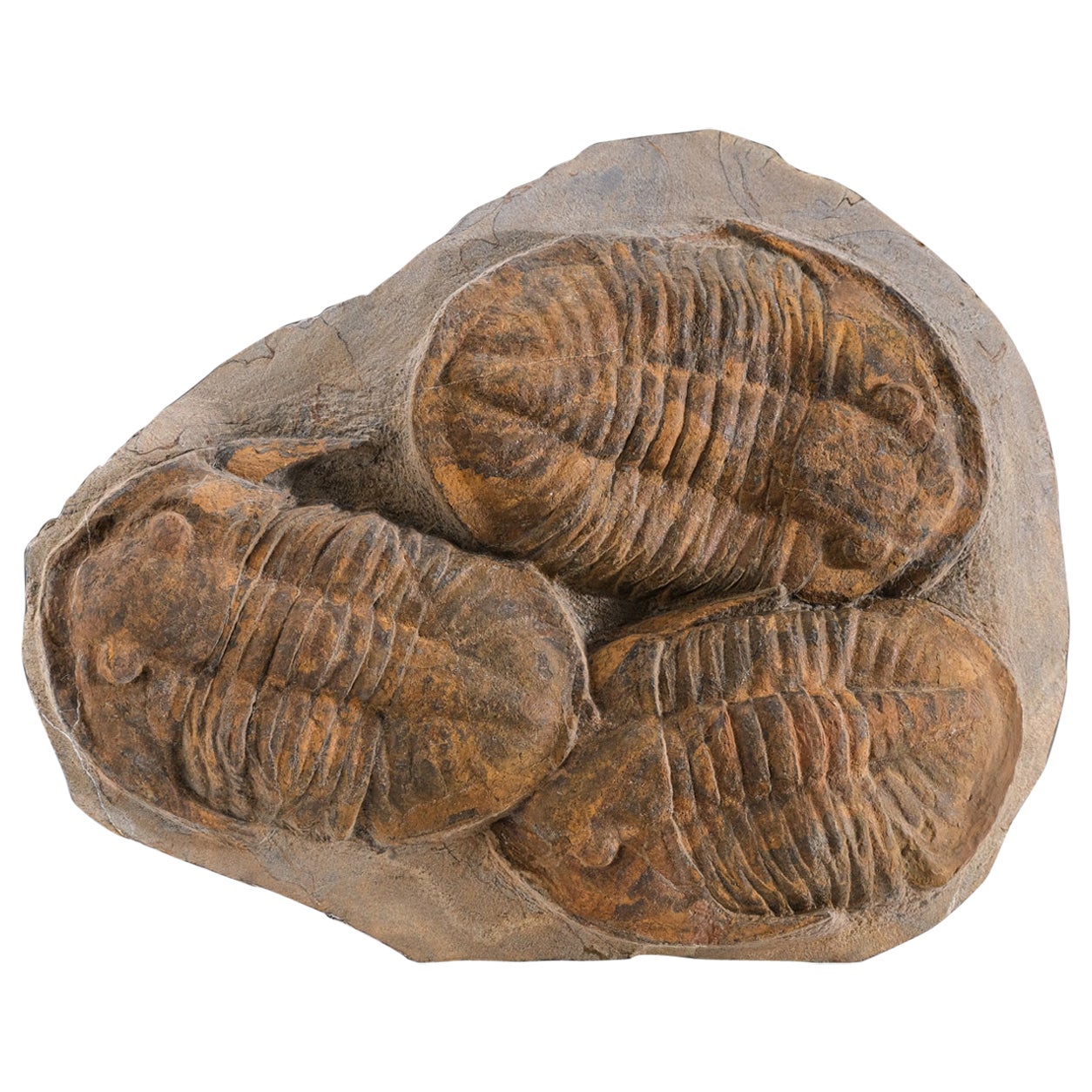 Trilobite auténtico (Ptychopariida) fósil en matriz con expositor acrílico (6