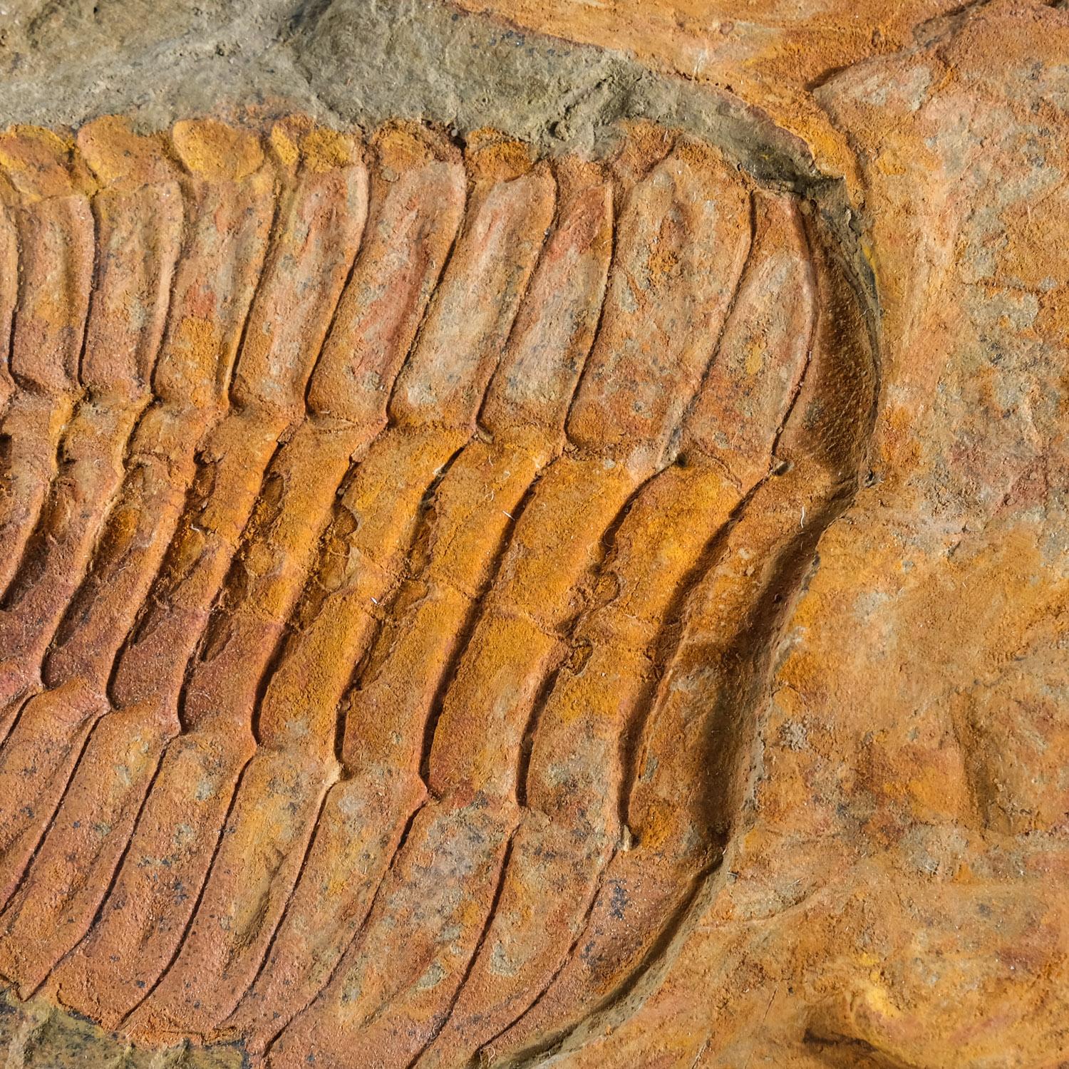 Ptychopariida ist eine große, heterogene Ordnung von Trilobiten, die einige der primitivsten bekannten Arten enthält. Die frühesten Arten kamen in der zweiten Hälfte des Unterkambriums vor. Trilobiten haben Gesichtsnähte, die entlang des Randes der