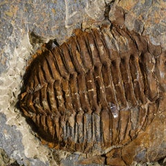 Genuine Trilobite (Ptychopariida) fossil on Matrix with acrylic display stand