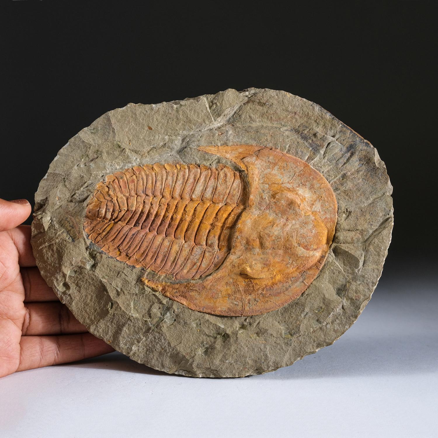 Genuine Trilobite (Ptychopariida) fossil on Matrix with acrylic display stand  In New Condition For Sale In New York, NY