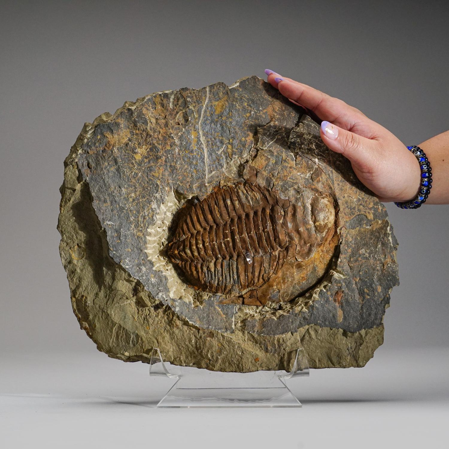 Genuine Trilobite (Ptychopariida) fossil on Matrix with acrylic display stand  In New Condition For Sale In New York, NY