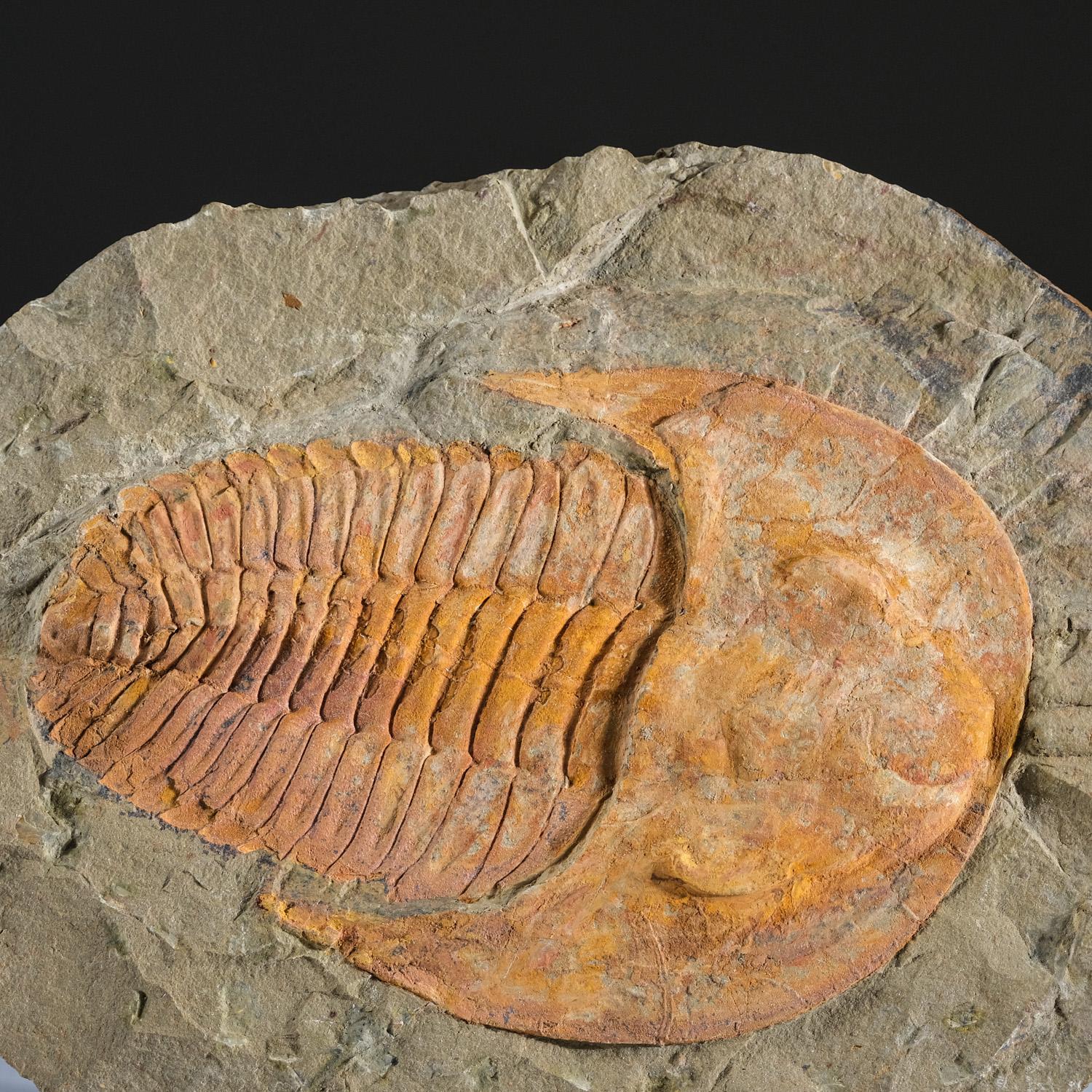 Contemporary Genuine Trilobite (Ptychopariida) fossil on Matrix with acrylic display stand  For Sale